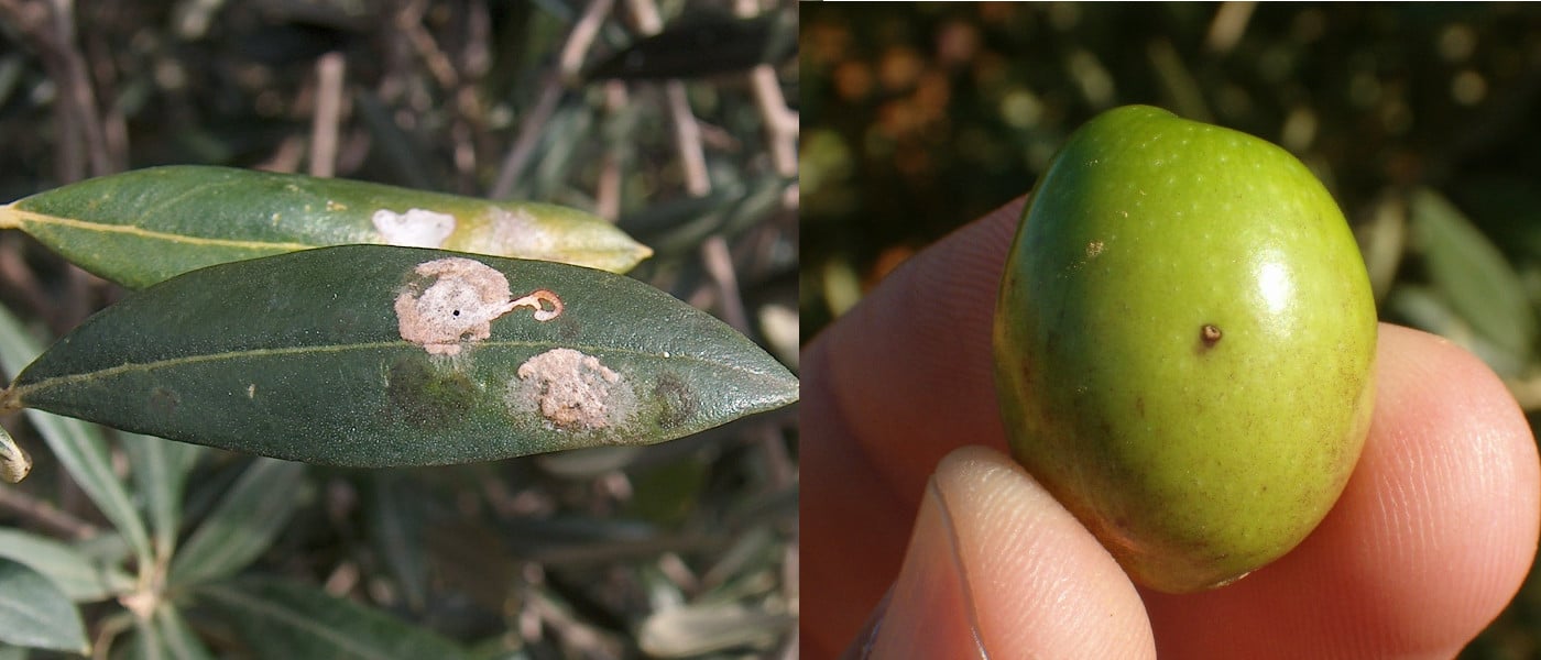 Calendario de labores en el cultivo de una finca de olivos