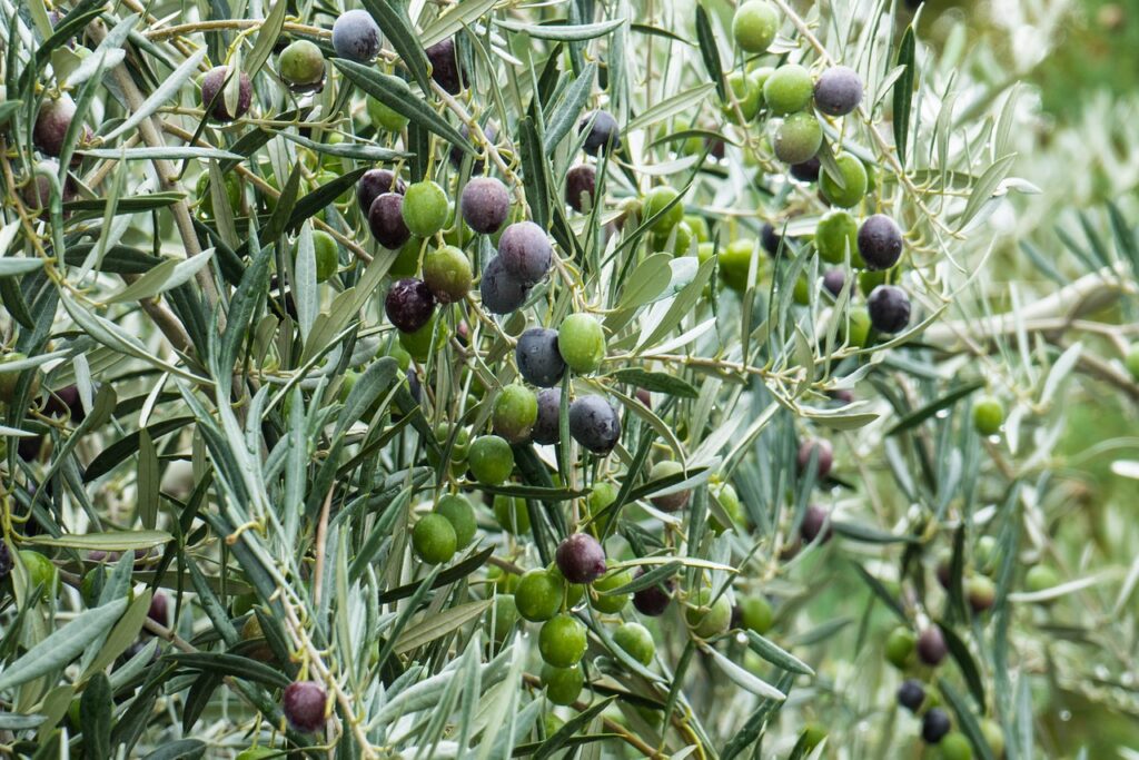 Olivo con aceitunas