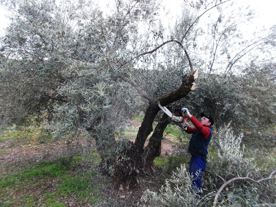 corta del olivo